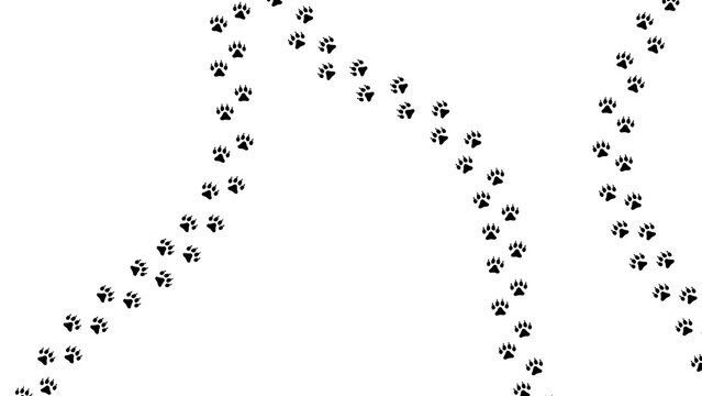 Paw footprint of cat or dog foot trail on white background, vector imprint. Dog or cat pet and wild animal footprint track trail on snow