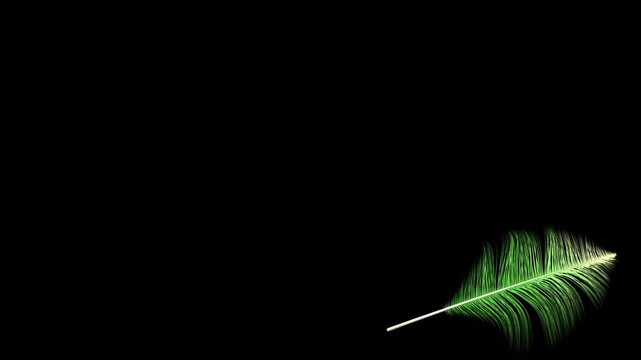 feather on black background