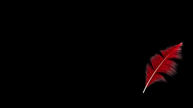 red feather isolated on black