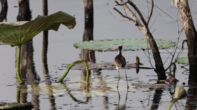 BIG STEPPAH: Comb-crested Jacana, the bird that walks on water