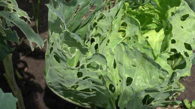 Close-up image of a cabbage leaf with noticeable holes caused by insect damage. The leaf displays signs of pest activity, highlighting agricultural pest issues
