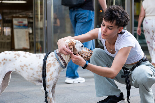 Young woman crouching, adjusting the basket muzzle on a dalmatian dog in an urban setting