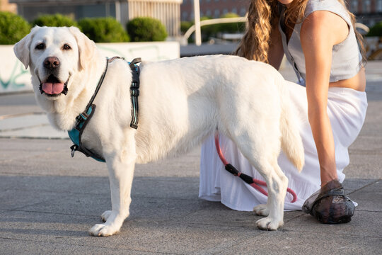 Woman picking up dog poop with a plastic bag while walking her labrador