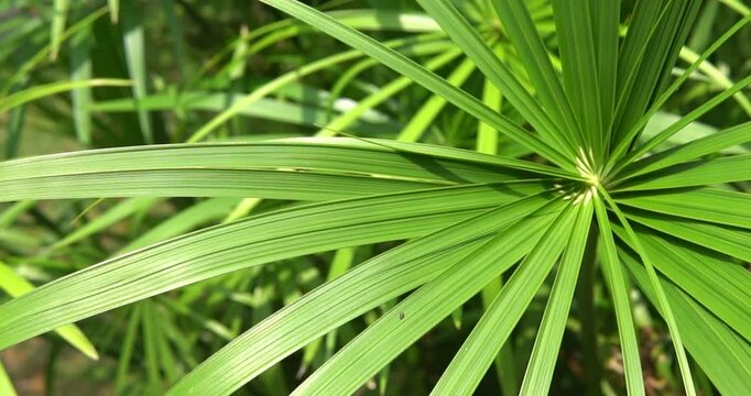 Umbrella Papyrus Plant with Radiating Leaves in Garden
