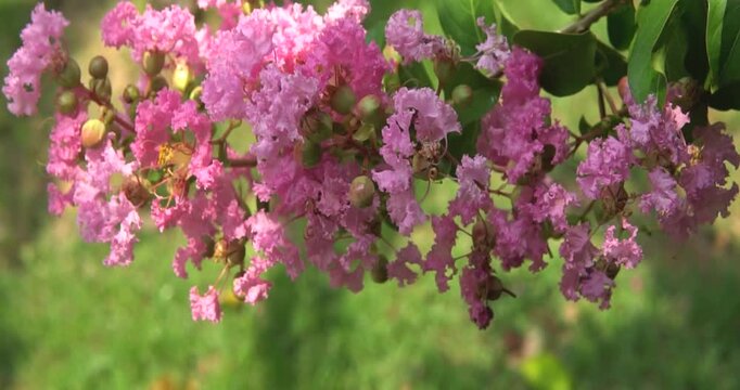 Blooming Pink Crape Myrtle Flowers on Branch in Garden