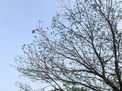 Sparse tree canopy with thin branches and scattered leaves against clear blue sky, illustrating dry season, drought stress, seasonal change, and climate related nature themes.