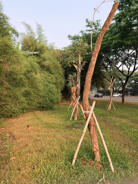 Landscaped road verge beside a dense bamboo thicket and supported young trees, showing urban greening, roadside planting, maintenance, and sustainable public space.