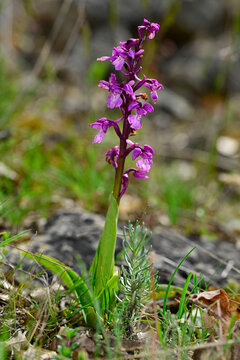 M&auml;nnliches Knabenkraut, Kuckucks-Knabenkraut // Early-purple orchid, Early spring orchis (Orchis mascula) - Sedano, Burgos, Spanien