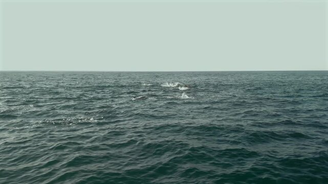 Drone footage of a pod of common dolphins repeatedly breaking the surface while hunting during the Sardine Run along South Africa's Wild Coast. 