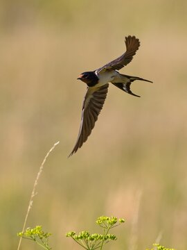 Barn swallow (Hirundo rustica)