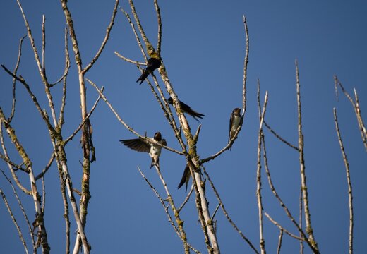 Barn swallow (Hirundo rustica)