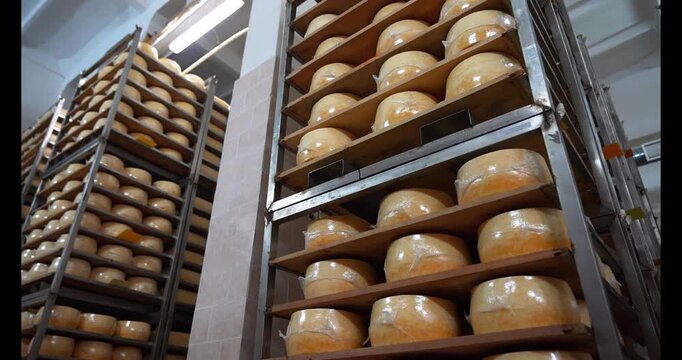 Big heads of yellow fresh cheese in cheese factory background. Rows of cheese on wooden shelves at cheese making factory. Drying the cheese in a storage rack. Dairy plant. Food industry