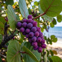 Obraz premium Vibrant purple grapes ripen on a leafy vine with a blurred beach and ocean in the background.