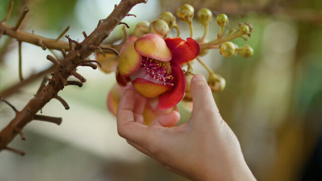 Hand Gently Touching a Cannonball Tree Flower in a Tropical Garden