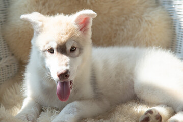 Close up portrait of a young Husky puppy resting on soft rug showing cute paws indoors. © lalalululala