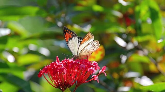 Slow motion horizontal footage of a great orange tip butterfly feeding on nectar from red flowers moving and then flying away from the frame