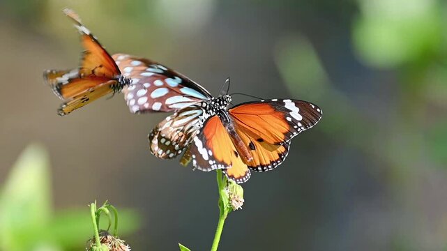 Slow motion footage of two different species of butterflies feeding together on white flower nectar before one flies away leaving the other continuing to feed