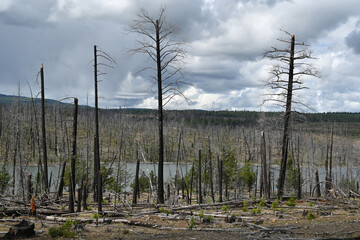 Obraz premium Burned forest after wildfire. Dramatic burned forest in Canada