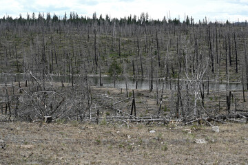 Obraz premium Burned forest after wildfire. Dramatic burned forest in Canada