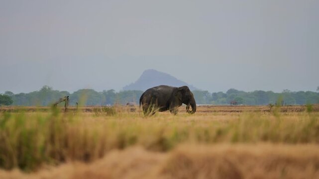 Wild Asian elephant grazing in a golden agricultural field with a scenic mountain in the background.