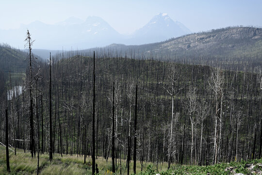 Burned forest after wildfire. Dramatic burned forest in Canada