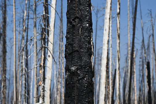 Burned forest after wildfire. Dramatic burned forest in Canada