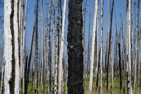 Burned forest after wildfire. Dramatic burned forest in Canada