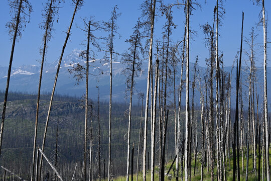 Burned forest after wildfire. Dramatic burned forest in Canada