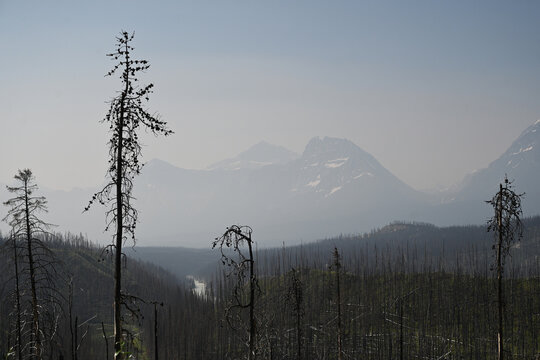 Burned forest after wildfire. Dramatic burned forest in Canada