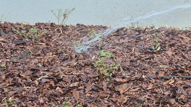 Watering freshly planted shrubs and flowers in a mulched garden bed next to a newly built house.