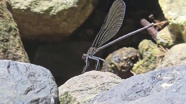 Black-winged damselflies gathering on wet mossy rocks near a mountain stream for egg laying, 4K macro video #004

