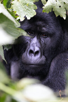 Portrait of mountain gorilla taken in the mountain slopes in Volcanoes National Park, Rwanda