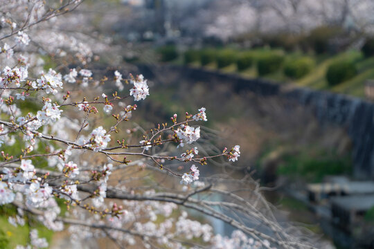名古屋市川沿いに咲く桜並木の春景色