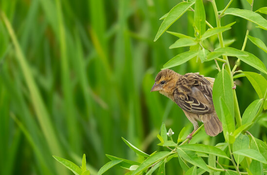 Asian Golden Weaver Bird Perched Among Green Leaves