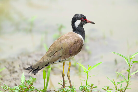 Red-Wattled Lapwing Standing in Tropical Wetland Habitat