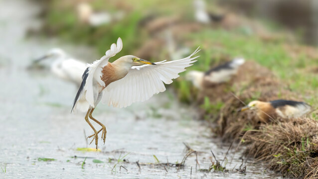 Javan Pond-heron Landing With Wings Fully Spread