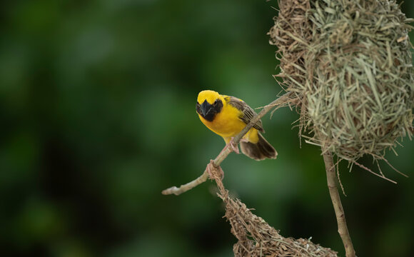 Asian Golden Weaver Bird Perched Beside Hanging Nests