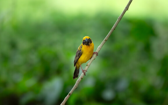 Asian Golden Weaver Bird Perched on Branch
