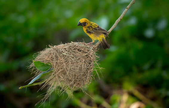 Asian Golden Weaver Bird Beside Intricate Woven Nest