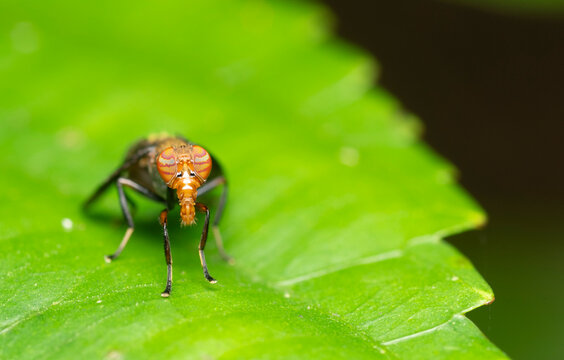 Macro Fly With Striking Patterned Compound Eyes
