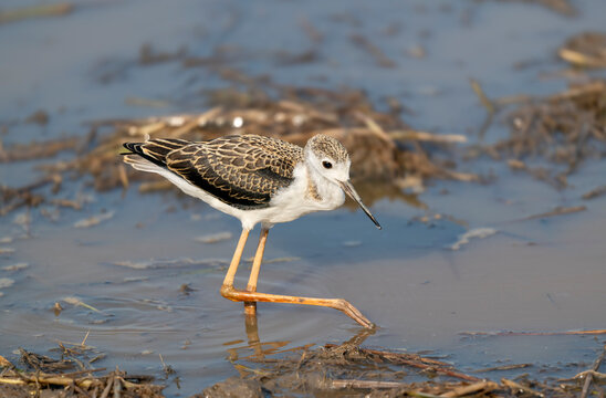 Black-winged Stilt  Wading in Shallow Water