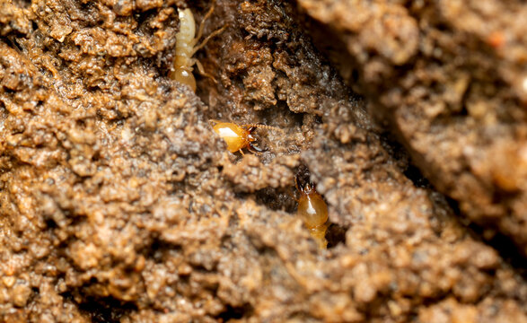 Soldier Termites Emerging From Moist Earthen Nest