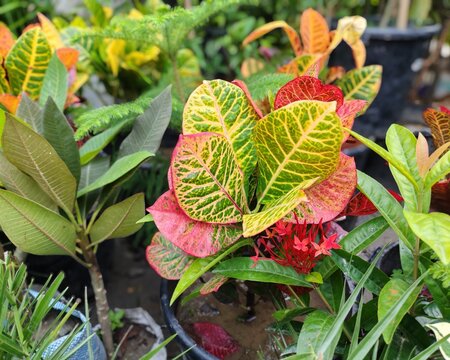 A close-up view of a beautiful Codiaeum variegatum plant featuring vibrant green, yellow, and red variegated leaves. Natural pattern in a sunny outdoor tropical home garden.