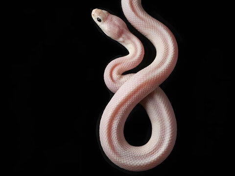 Albino corn snake with white and pink scales, coiled for pet and wildlife concepts, isolated on black background