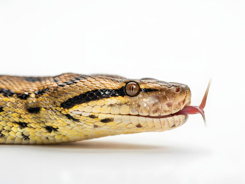 Python snake head with flicking tongue for wildlife and reptile studies, isolated on white background