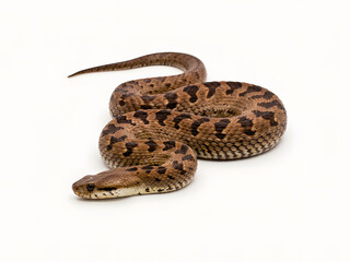 Fototapeta premium Brown patterned snake coiled for wildlife and nature studies, isolated on white background