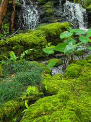 Obraz premium Beautiful spring moss and fern in the garden under big trees.