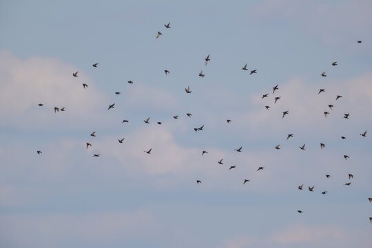 Vogelschwarm am Himmel