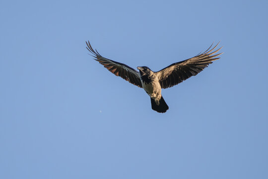Nebelkr&auml;he im Flug