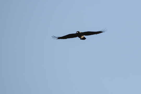 Nebelkr&auml;he im Flug